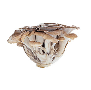 Organic Grifola Frondosa Powder / Extract