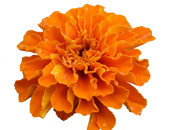 organic marigold extract organic lutein