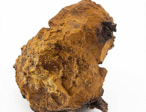 organic chaga powder