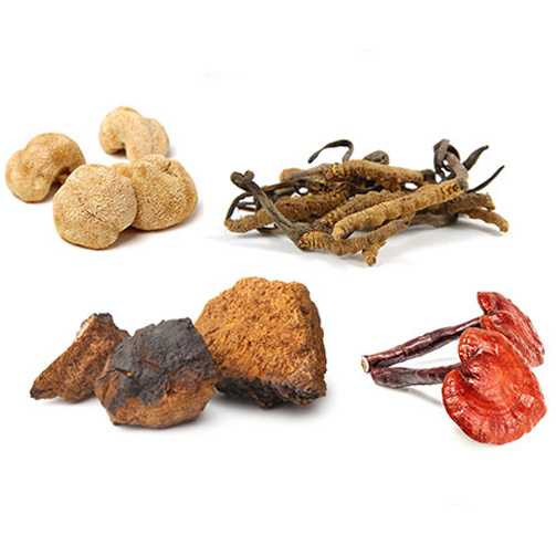 Organic Mushroom Powder and Extract