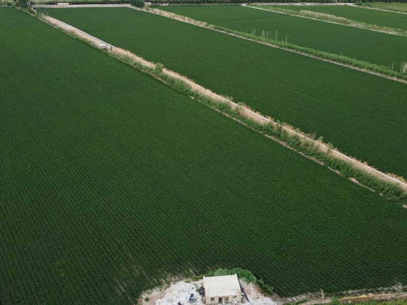 Organic Food Ingredients Cultivation