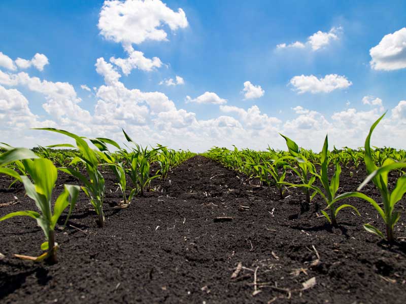 Rotation Planting Management in Organic Food Ingredients