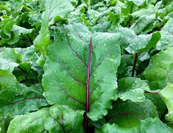 organic beet juice powder