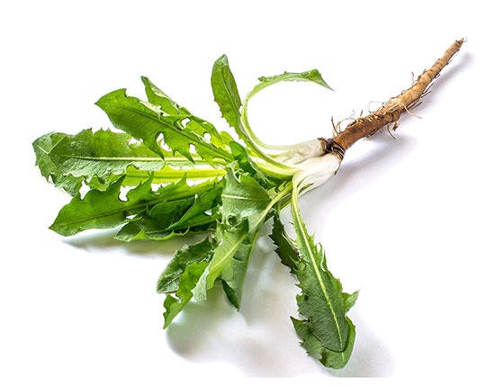 organic dandelion root