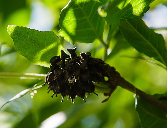 siberian ginseng extract powder