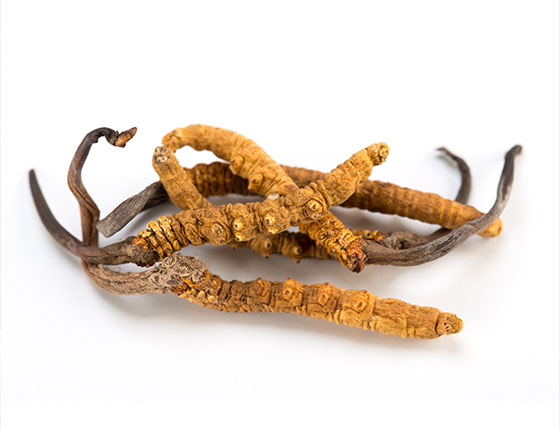 organic cordyceps mushroom powder