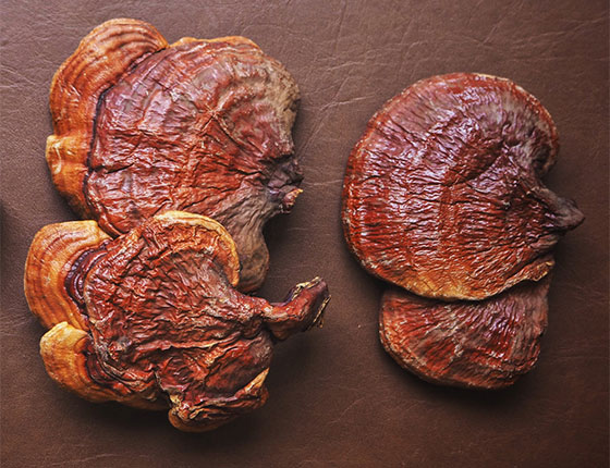 organic red reishi mushroom powder