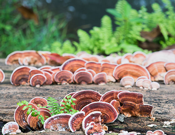 organic reishi mushroom extract powder