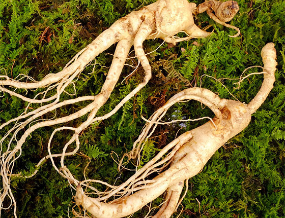 panax ginseng extract powder 2