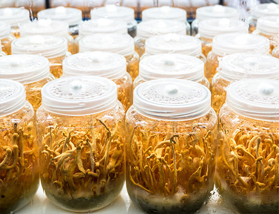 cordyceps militaris extract powder