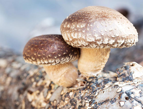 organic shiitake powder