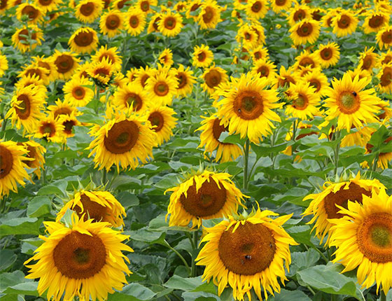 organic sunflower lecithin bulk