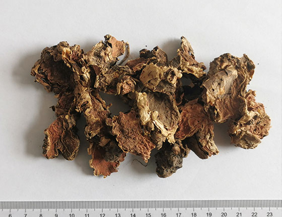 organic rhodiola root