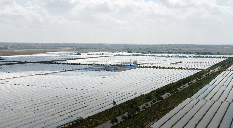 organic ingredients for food