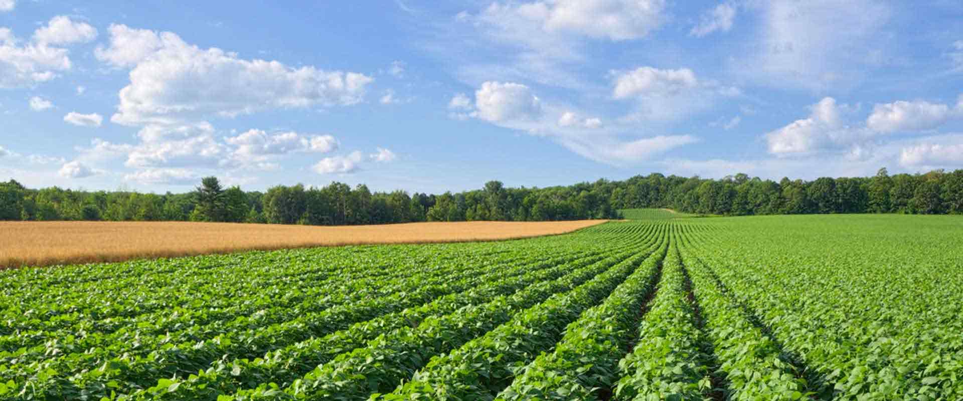 Sustainability of Organic Food Ingredients