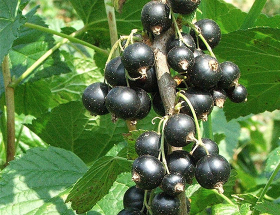 organic blackcurrant powder 3