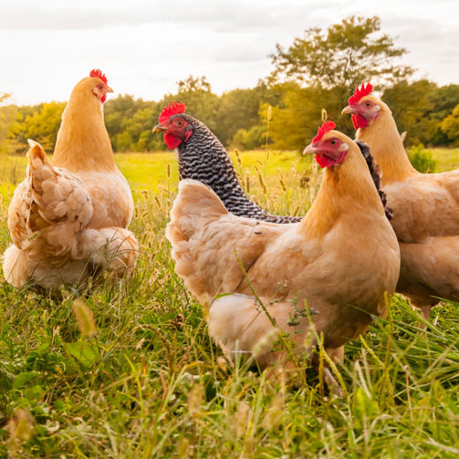Organic Feed Ingredients
